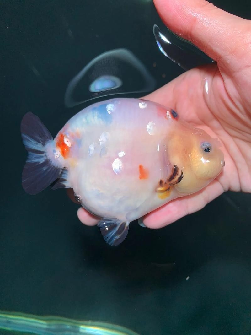 福州飛藝的金魚品種是什么？
