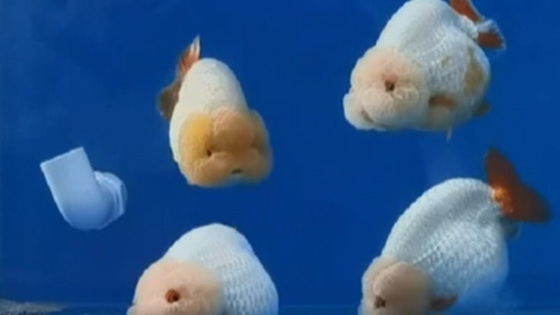 福州飛藝的金魚品種是什么？