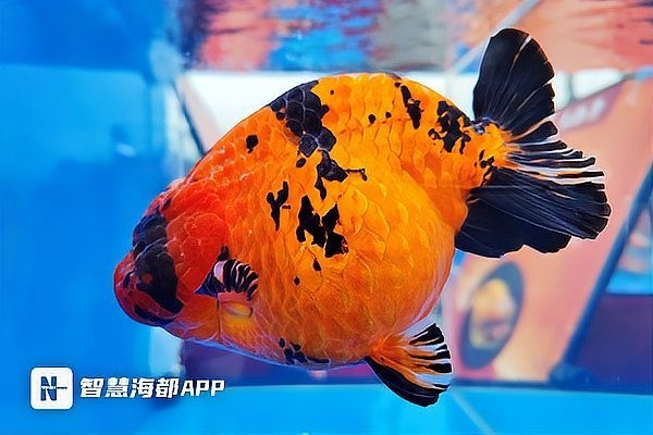 福州飛藝的金魚品種是什么？