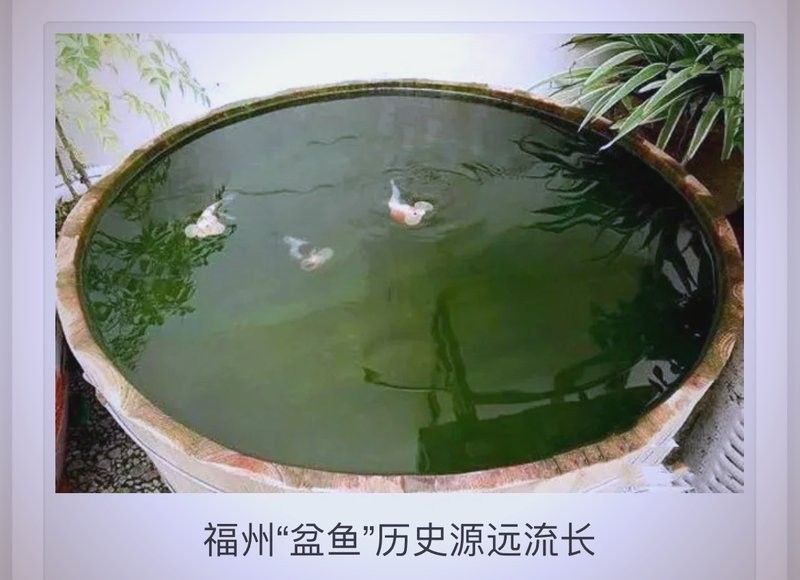 福州飛藝的金魚品種是什么？