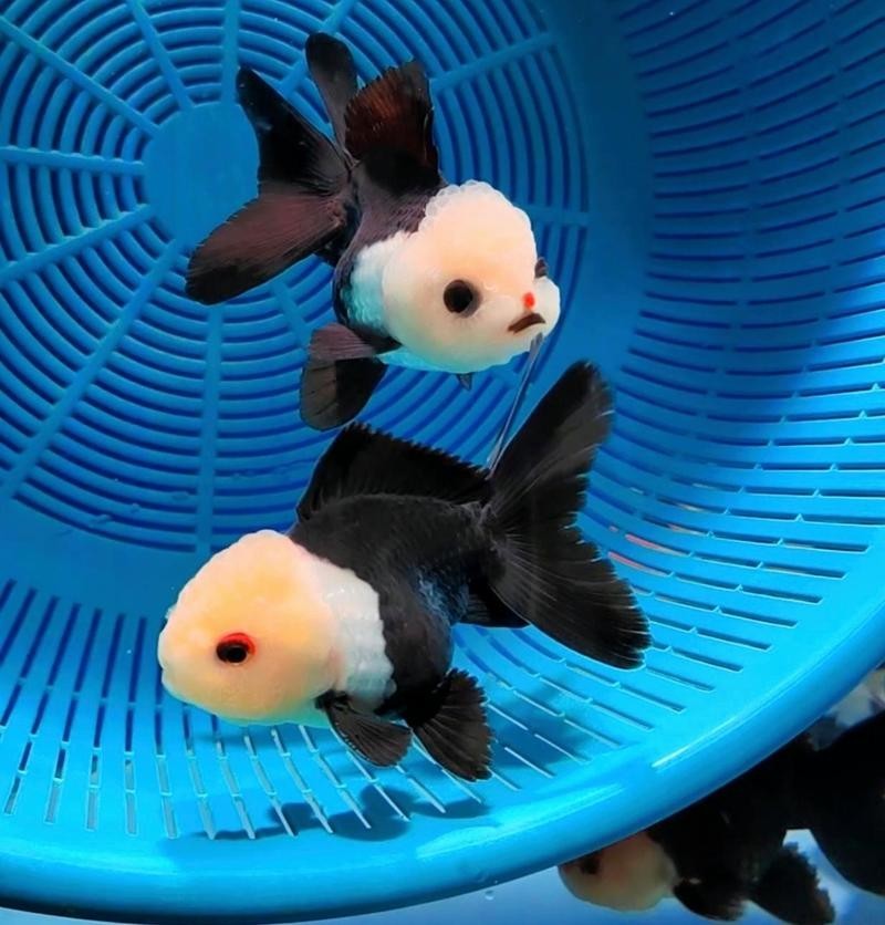 福州飛藝的金魚品種是什么？