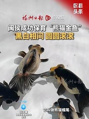 福州飛藝的金魚品種是什么？