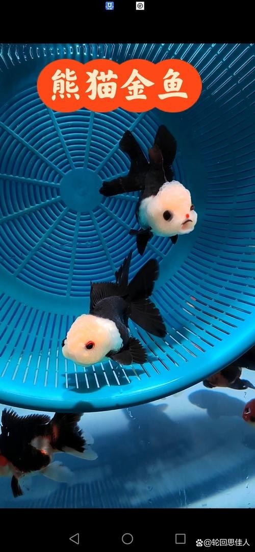 福州飛藝的金魚品種是什么？