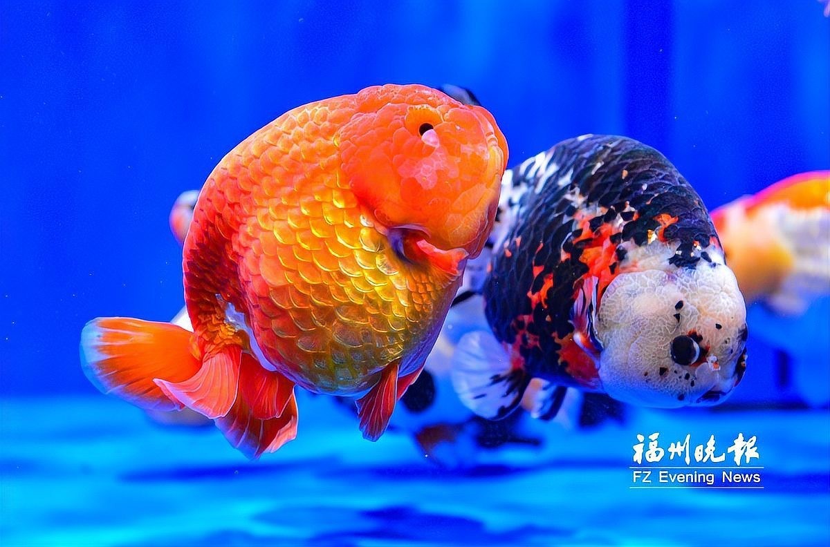 福州飛藝的金魚品種是什么？
