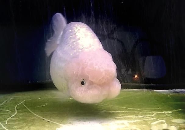 福州飛藝的金魚品種是什么？