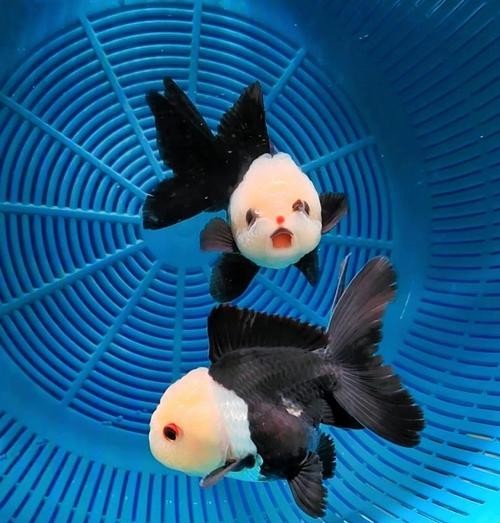 福州飛藝的金魚品種是什么？