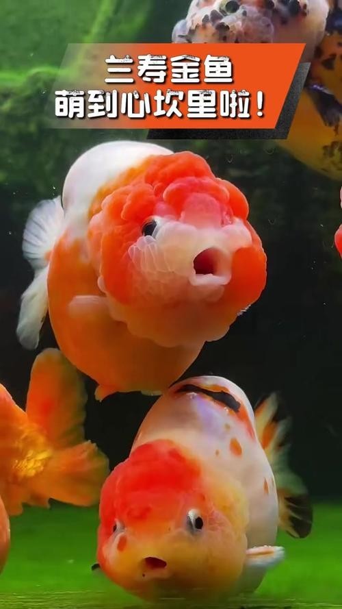 福州飛藝的金魚品種是什么？