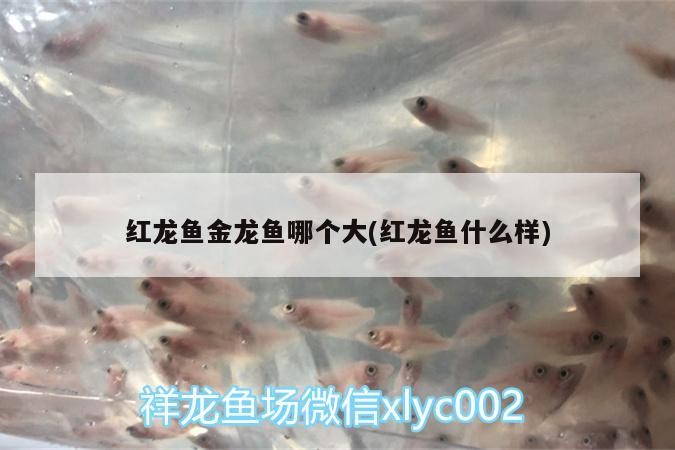 錦州濱海新區(qū)趙德全養(yǎng)魚館（錦州濱海新區(qū)趙德全養(yǎng)魚館地址）
