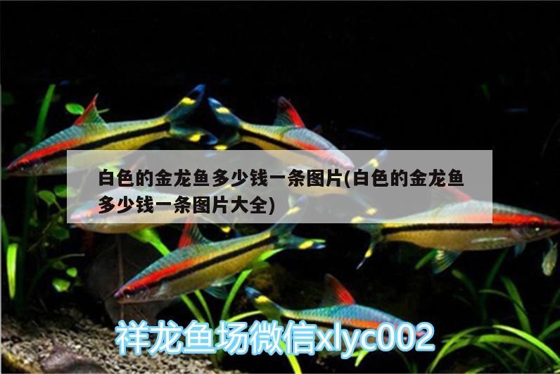 錦州濱海新區(qū)趙德全養(yǎng)魚館（錦州濱海新區(qū)趙德全養(yǎng)魚館地址）