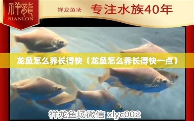 龍魚怎么快養活呢（養龍魚的建議）