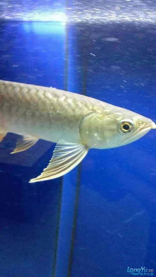 龍魚白點病早期圖片