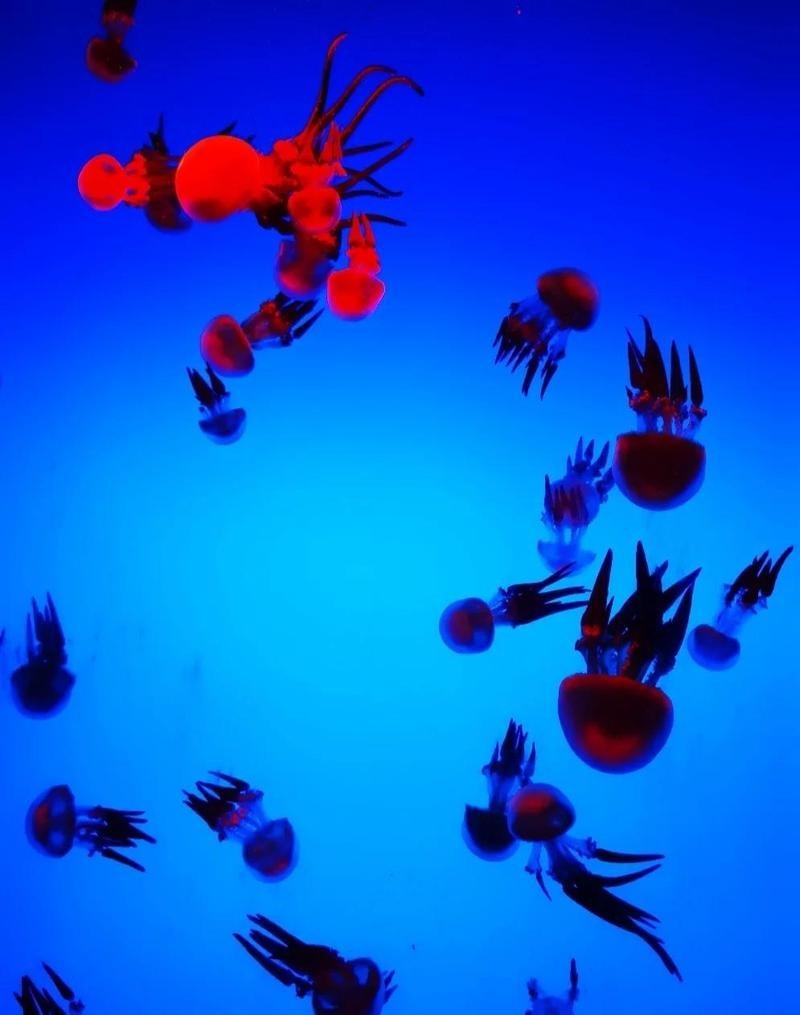 上海海洋水族館電光俠展詳情