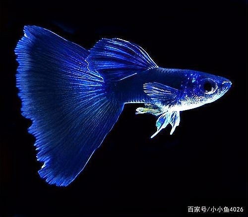 孔雀魚繁殖注意事項