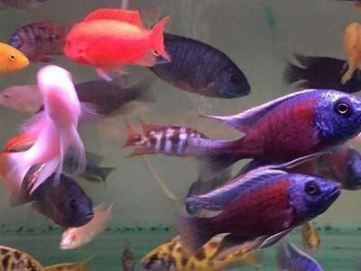 廣東冬天魚缸水溫不固定不變：廣東冬天的魚缸水溫不固定不變，冬季室內(nèi)養(yǎng)魚需注意