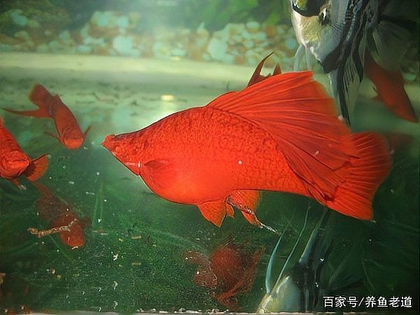 神仙魚和龍魚哪個更難養？