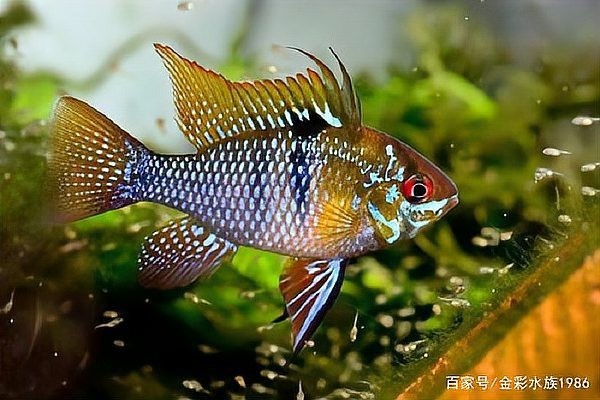 神仙魚和龍魚哪個更難養？