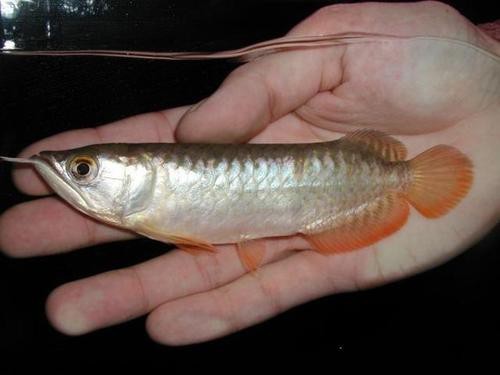 龍魚苗圖片1到2厘米