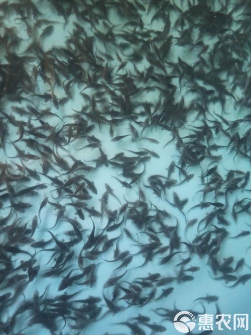 龍魚苗圖片1到2厘米