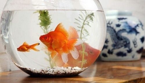 魚缸多久換水好養，如何判斷魚缸水質好壞