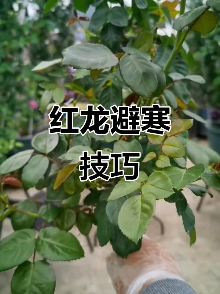 紅龍盆栽怎么養殖方法 紅龍盆栽怎么養殖方法 龍魚論壇 第4張