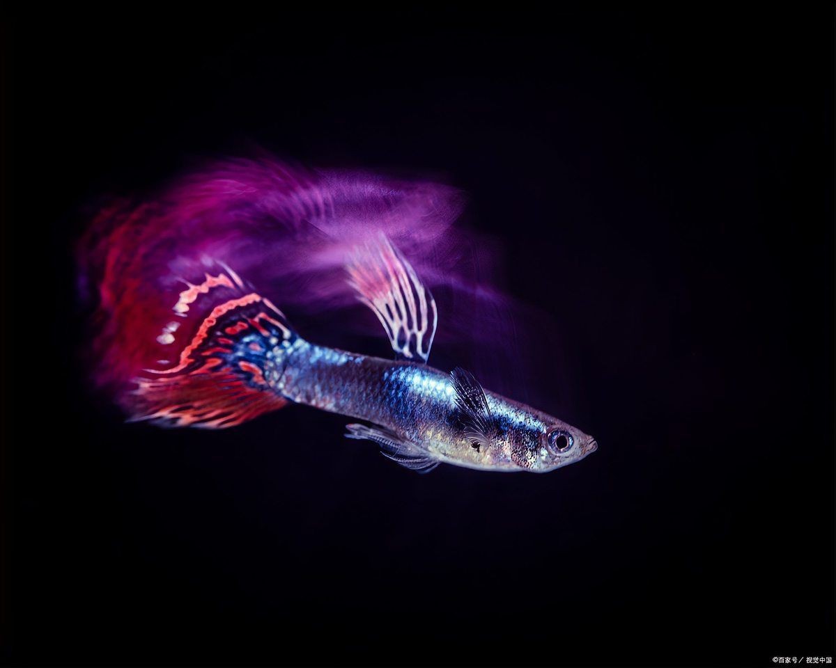 紅箭魚為什么咬孔雀魚