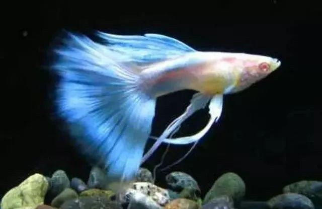 十大最好養的熱帶魚