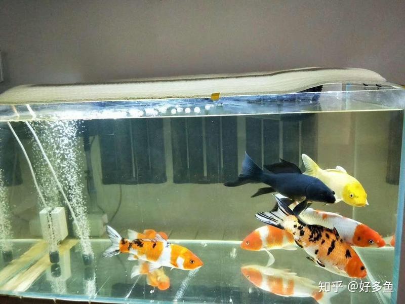 十大最好養的熱帶魚