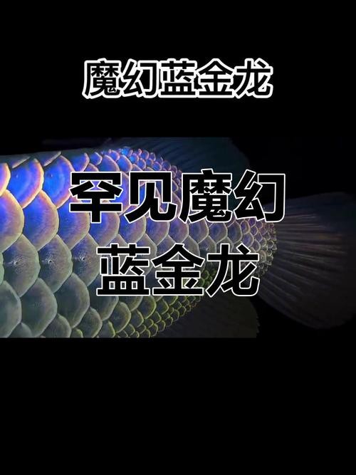 如何挑選高品質的藍金龍魚？