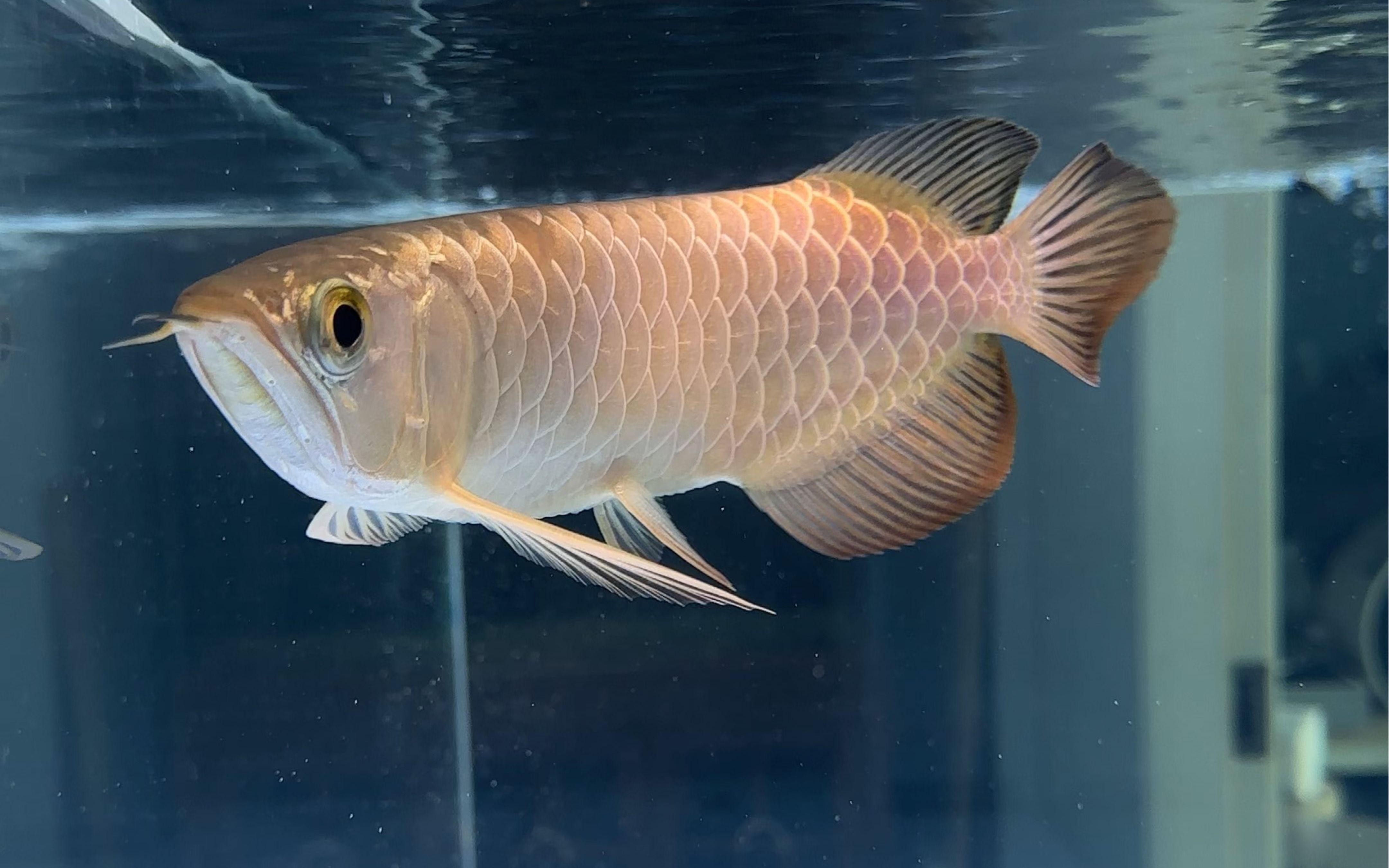 如何挑選高品質的藍金龍魚？