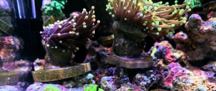 海享說智能生態魚缸：海享說智能生態魚缸怎么樣