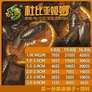 賣龍魚的利潤大嗎多少錢：龍魚養殖的利潤空間
