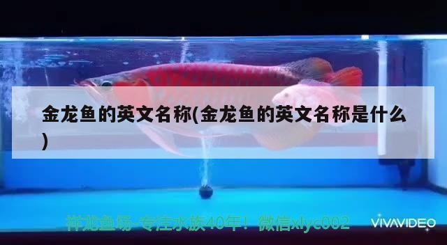 天津市北辰區海樂水族器材經營部（天津市北辰區海樂水族器材經營部地址）