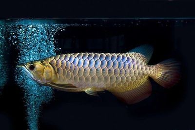 龍魚品相鑒別：如何判斷龍魚的品相