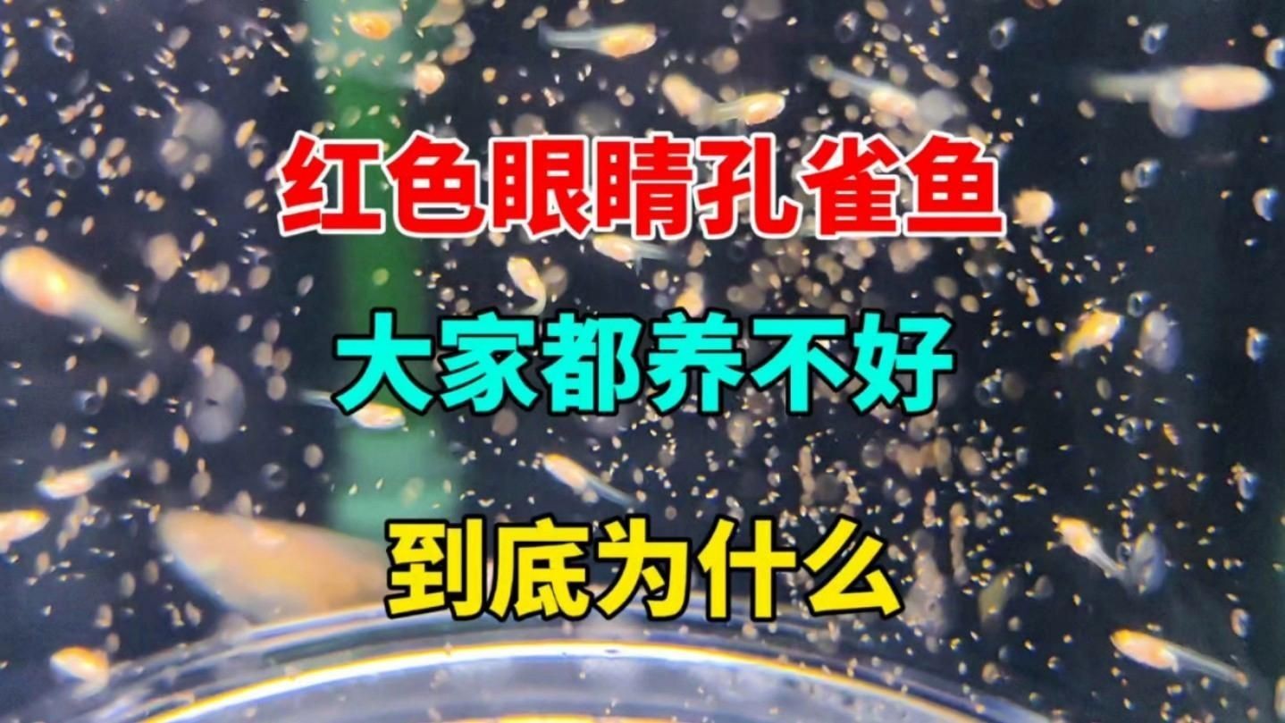 紅眼白子關刀適合新手嗎