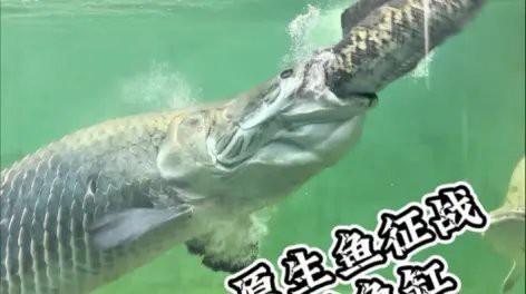 愛養魚的龍龍最新視頻