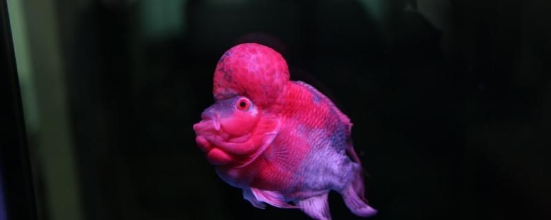 泰金羅漢魚能長多大怎么養才能起頭