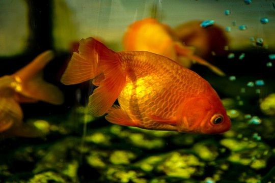 紅鯉魚魚缸視頻（關于紅鯉魚在魚缸中的視頻推薦）