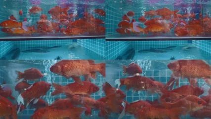 紅鯉魚魚缸視頻（關于紅鯉魚在魚缸中的視頻推薦）