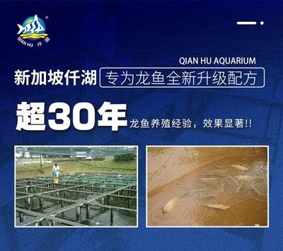 龍魚飼養(yǎng)水溫的要求：龍魚的飼養(yǎng)對(duì)水溫有著較高的要求