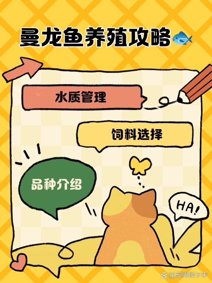 曼龍魚(yú)的風(fēng)水大忌