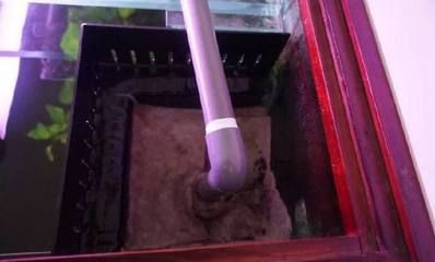 龍魚缸里放什么東西好：布置龍魚缸時，選擇合適的裝飾物不僅能提升觀賞性，還能提供更好的生活環境