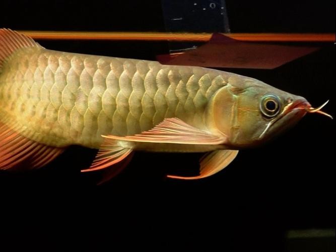 如何判斷安巴旺紅龍魚的品質(zhì)？