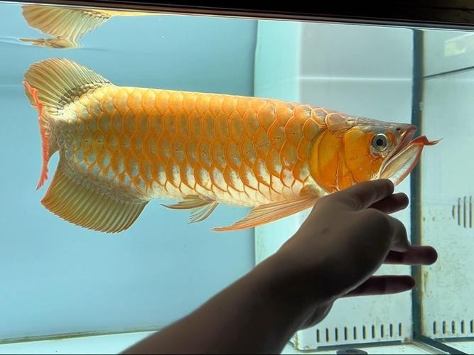 如何判斷安巴旺紅龍魚的品質(zhì)？