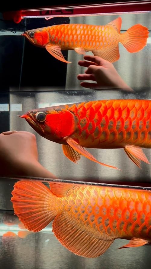 如何判斷安巴旺紅龍魚的品質(zhì)？