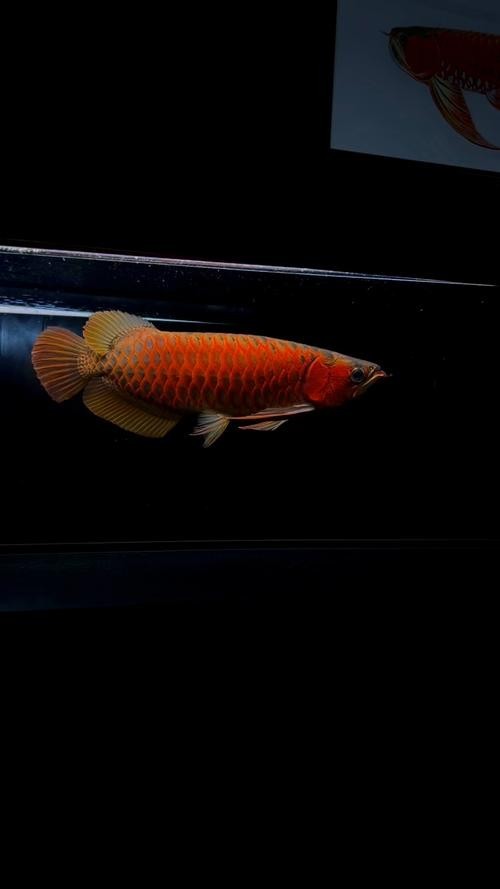 如何判斷安巴旺紅龍魚的品質(zhì)？