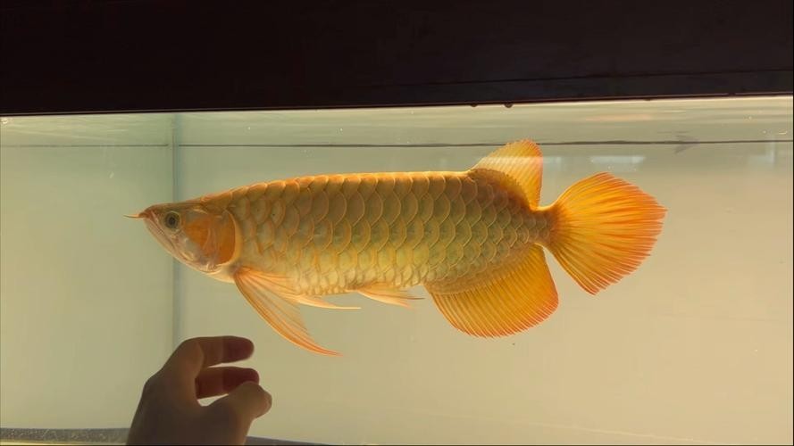 如何判斷安巴旺紅龍魚的品質(zhì)？