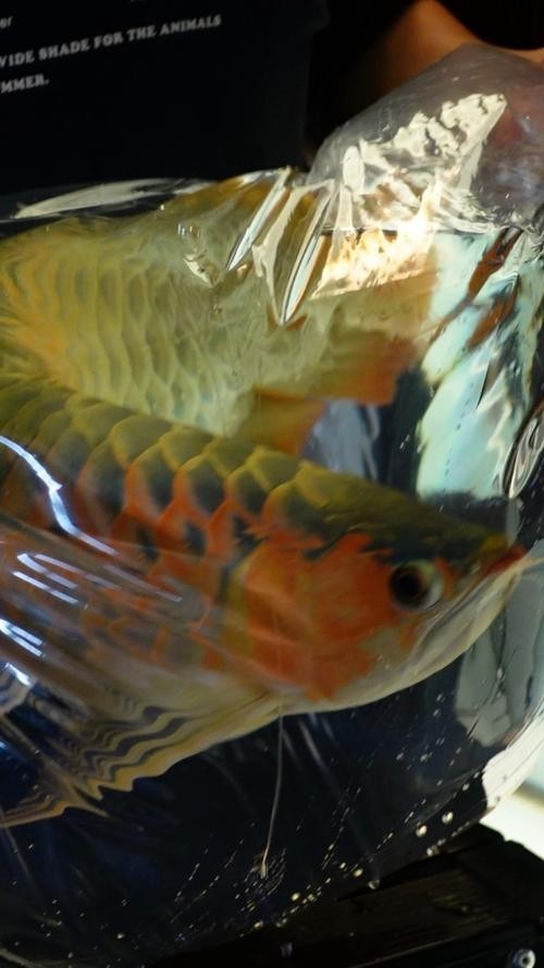 如何判斷安巴旺紅龍魚的品質(zhì)？
