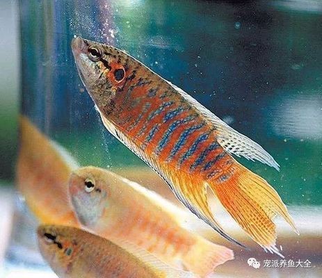 50的魚缸能養龍魚嗎（50的魚缸能養銀龍魚嗎）