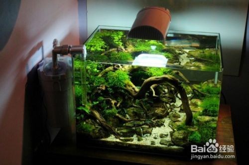 底濾魚缸造景的維護技巧：底濾魚缸造景技巧 底濾魚缸造景的維護技巧：底濾魚缸造景技巧 魚缸百科 第4張