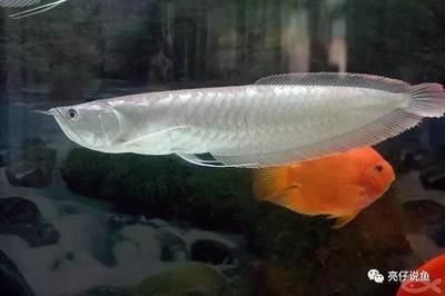 銀龍魚的病圖片大全（銀龍魚常見疾病癥狀描述銀龍魚可能面臨的健康問題）
